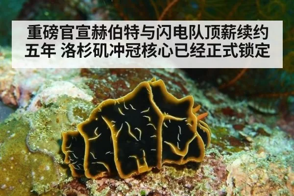 重磅官宣赫伯特与闪电队顶薪续约五年 洛杉矶冲冠核心已经正式锁定